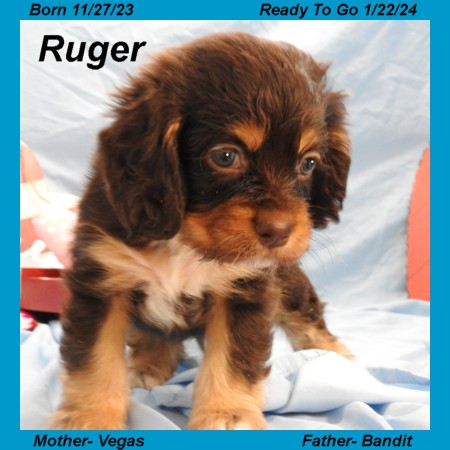 puppy, for, sale, Cocker Spaniel, Joe & Cherri  Overlease, dog, breeder, Miller, MO, dog-breeder, puppy-for-sale, forsale, nearby, find, puppyfind, locator, puppylocator, aca